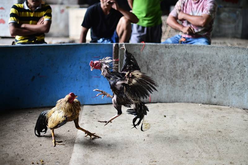 Trò chơi đá gà trong văn hóa Đông Nam Á